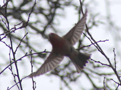 `I`d love to talk, but I gotta fly.`