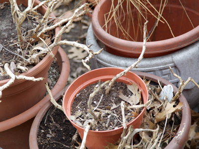 Time to get serious about the garden.
