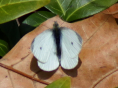 There`s nothing special about this photo, except it was my first butterfly sighting of the season.