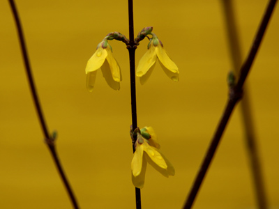 Yellow flowers, yellow house.