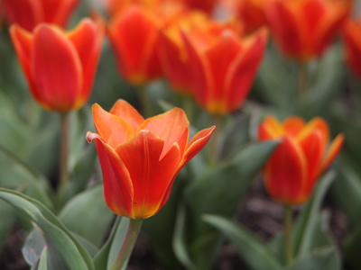 `Put flowers into context,` I told my photography workshop participants this morning.