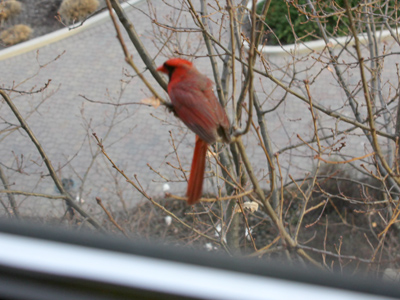In the morning, my office window becomes reflective and this highly territorial cardinal attacks himself in the glass (see also May 2, 2008, and February 18, 2005).