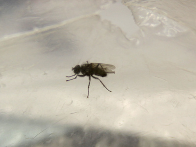 I was carrying around a plastic bag for a long time today, then noticed that there was a fly trapped inside it.