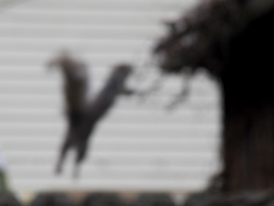 Life moves faster than autofocus.