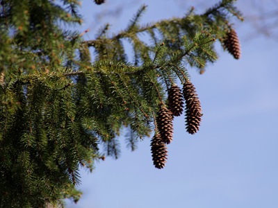 I had four days off for Easter with little to do but hang around.