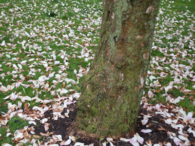 Springtime litter (compare to November 3, 2008).
