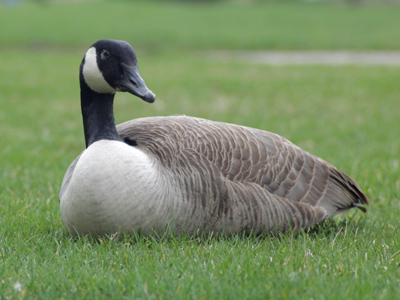 Are geese invading our space, or are we invading theirs?