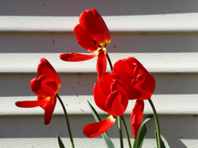 Lyrics of Sunshine and Shadow.