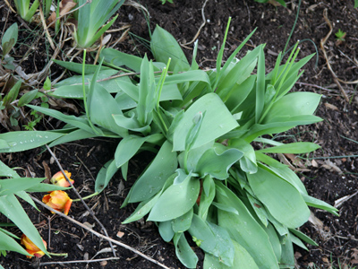 I wonder sometimes about people:  decapitated tulips.
