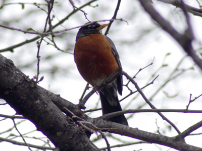 Having second thoughts about spring:  there was sleet today.