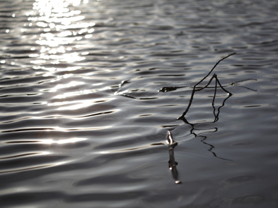 Manmade pond, natural beauty.