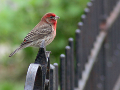 Songbirds are nature`s alarm clock, though I sometimes wish I could set them to go off a little later in the morning.