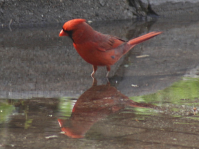 He`s debating whether to attack his own reflection (see April 1, 2009).