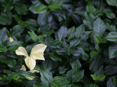 Dare to be different.