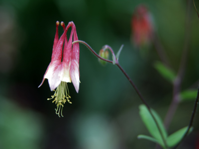 To the rolling of the bells, Of the bells, bells, bells: To the tolling of the bells, Of the bells, bells, bells, bells, bells, bells, bells. EDGAR ALLAN POE