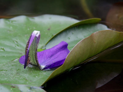 This fallen iris petal is a regal passenger aboard a lily pad.