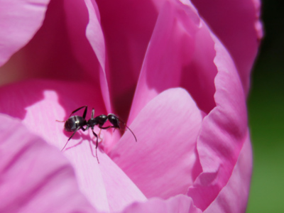 A peony to call its own.