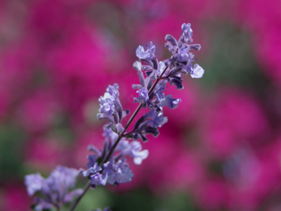 The color contrast was not accidental.