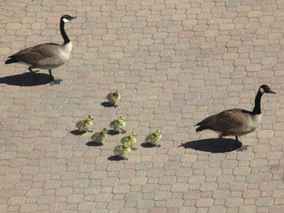 Yesterday they were childless, today they have septuplets -- and their own reality TV show.