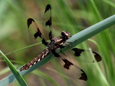 Big dragonflies are easy to spot.