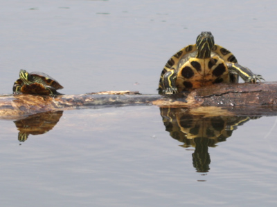 We all know who won the race between the tortoise and the hare, but what about the tortoise and the tortoise?