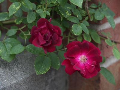 I walk around until I hear nearby church bells ringing 7:45.