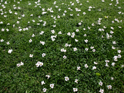 They didn`t grow here, they leaped off a nearby tree.  Blossoms were hitting me on the head as I shot this.