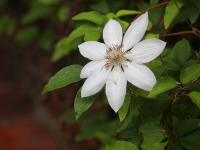 White clematis is not as showy as its more colorful cousins.
