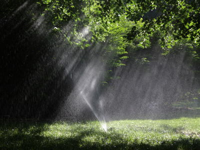 Rain forest outside the UD Bookstore.