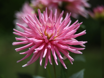 Let me guess:  not native to Ohio.