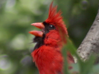 `Oh what a beautiful morning, oh what a beautiful day.  I`ve got a wonderful feeling everything`s going my way!`