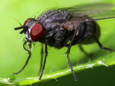 If you don`t happen to LIKE pictures of flies drinking dewdrops, I guess you`ve come to the wrong Web site.