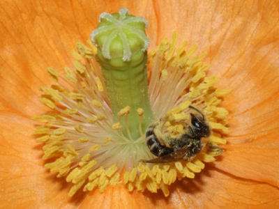 I know this is none of my business, but I really think it`s time we had a talk about . . . your problem . . . with pollen.