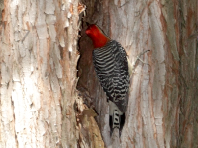 I had my flower-and-bug lens on the camera when this huge woodpecker came by, but I took a picture anyway.