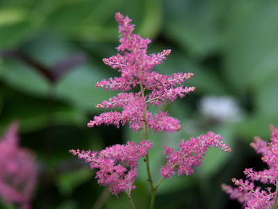 Morning glory, in a way.