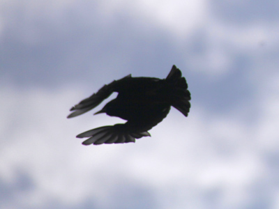 Remember the hood decal of the Pontiac Trans-Am?