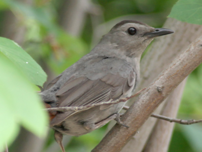 I have a book to help identify birds, but if I don`t know what it is, how can I look it up?
