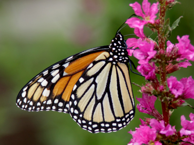 This early in the season, the destiny of this monarch is to breed and die.  Its offspring will fly to Mexico in the fall.