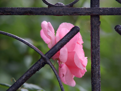 Wednesday:  adolescence.