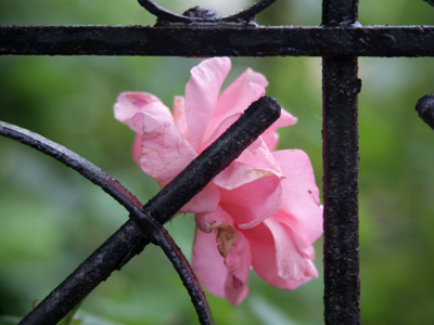 Thursday:  adulthood.