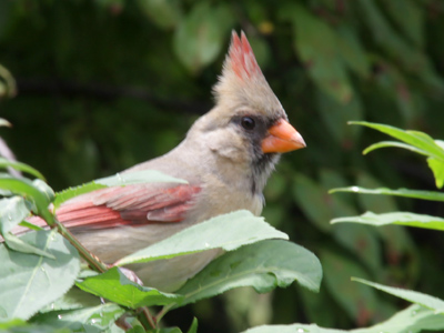 `Beautiful shot, beautiful shot,` a man said passing by, but I was too busy looking through the viewfinder to respond.