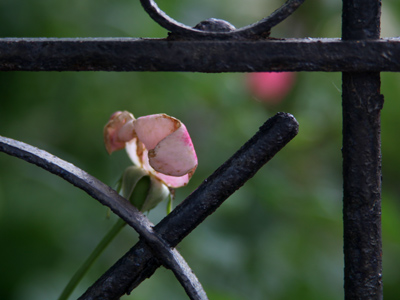 Lest we forget (see June 8 - 12 above).