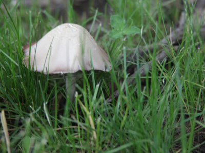 There`s a fungus among us.