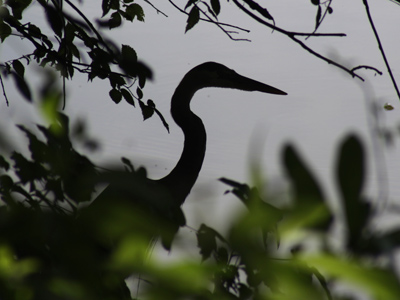 This was as close as I got before it flew away.