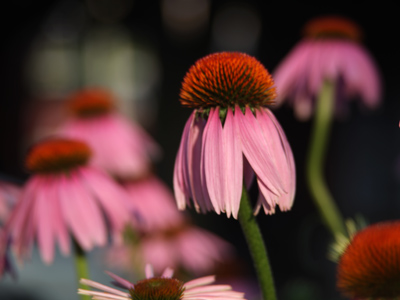 This happens every morning.  We don`t notice it.  We don`t deserve it.