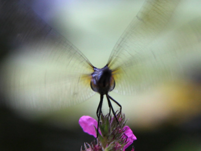 My theory:  dragonflies are the source of fairy myths.