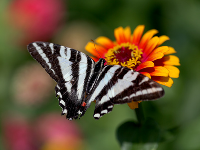 This shot justifies the lens I bought myself for Christmas.