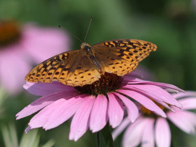 The Butterfly House opened today at 10:00am, and I got there at 9:59am (along with a troop of Boy Scouts).