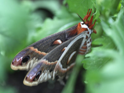 Planning ahead:  this cecropia moth was laying eggs.