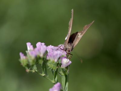 This little guy was actually outside the Butterfly House.